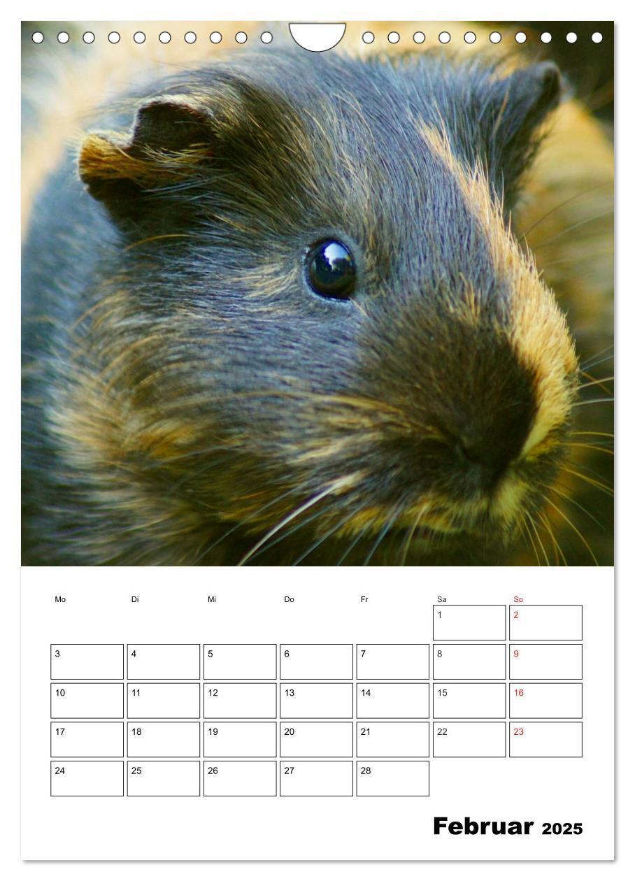 Bild: 9783457014820 | Meerschweinchen Terminplaner (Wandkalender 2025 DIN A4 hoch),...