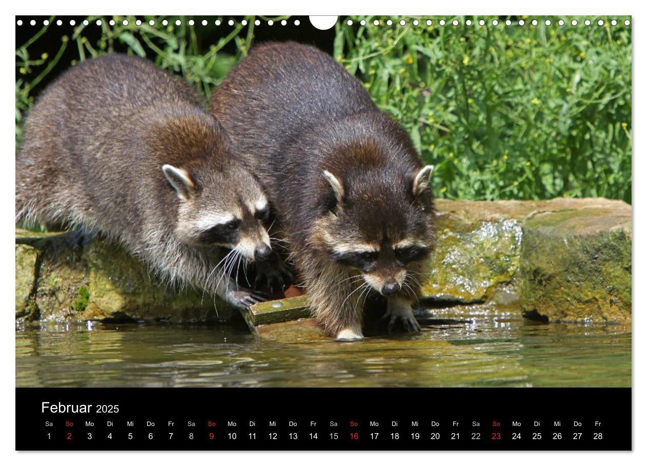 Bild: 9783435834297 | Waschbären (Wandkalender 2025 DIN A3 quer), CALVENDO Monatskalender