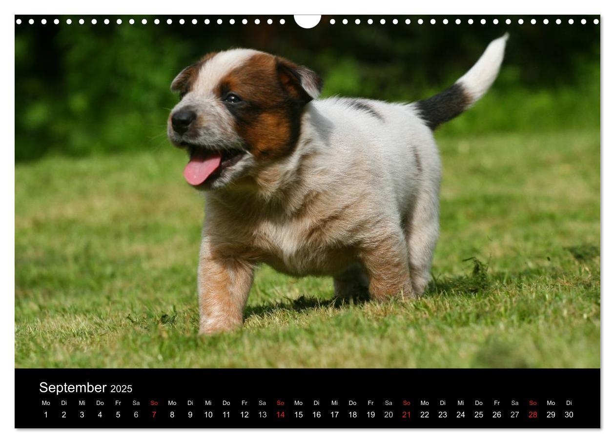 Bild: 9783435749539 | Australian Cattle Dog Welpen (Wandkalender 2025 DIN A3 quer),...