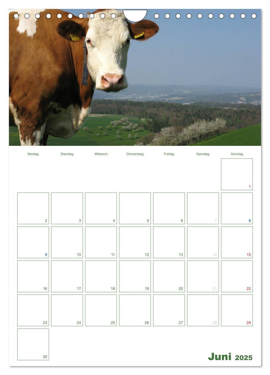 Bild: 9783457056271 | Kuhle Kühe 2025 (Wandkalender 2025 DIN A4 hoch), CALVENDO...