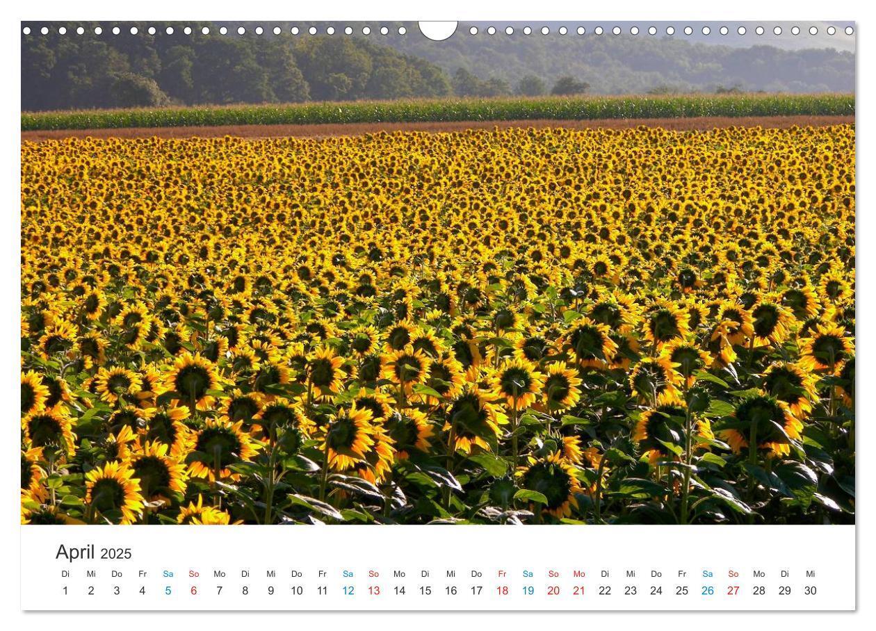 Bild: 9783435788019 | Sonnenblumen 2025 (Wandkalender 2025 DIN A3 quer), CALVENDO...