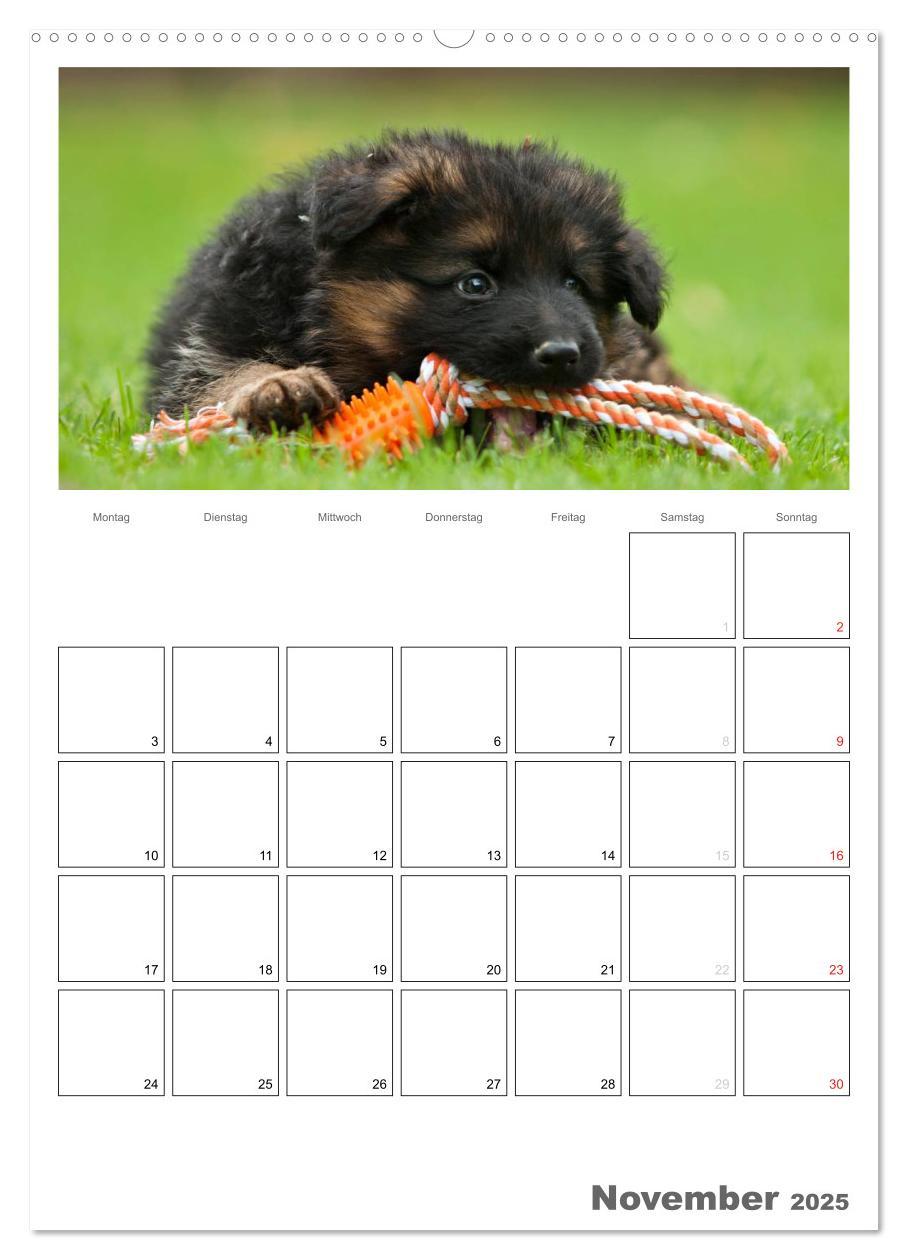 Bild: 9783457066225 | Deutscher Schäferhund - Welpen, Planer (Wandkalender 2025 DIN A2...