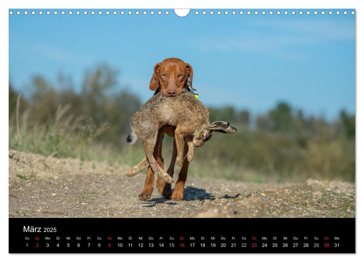 Bild: 9783435640317 | Jagdhunde bei der Arbeit (Wandkalender 2025 DIN A3 quer), CALVENDO...