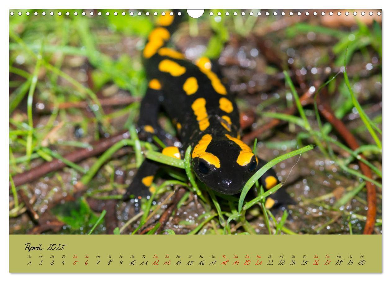 Bild: 9783435172849 | Feuersalamander - Liebenswerte Heimlichtuer (Wandkalender 2025 DIN...