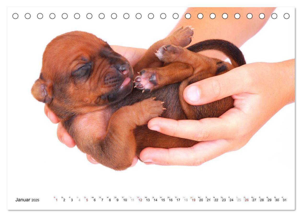 Bild: 9783435621583 | Rhodesian Ridgeback Welpen (Tischkalender 2025 DIN A5 quer),...