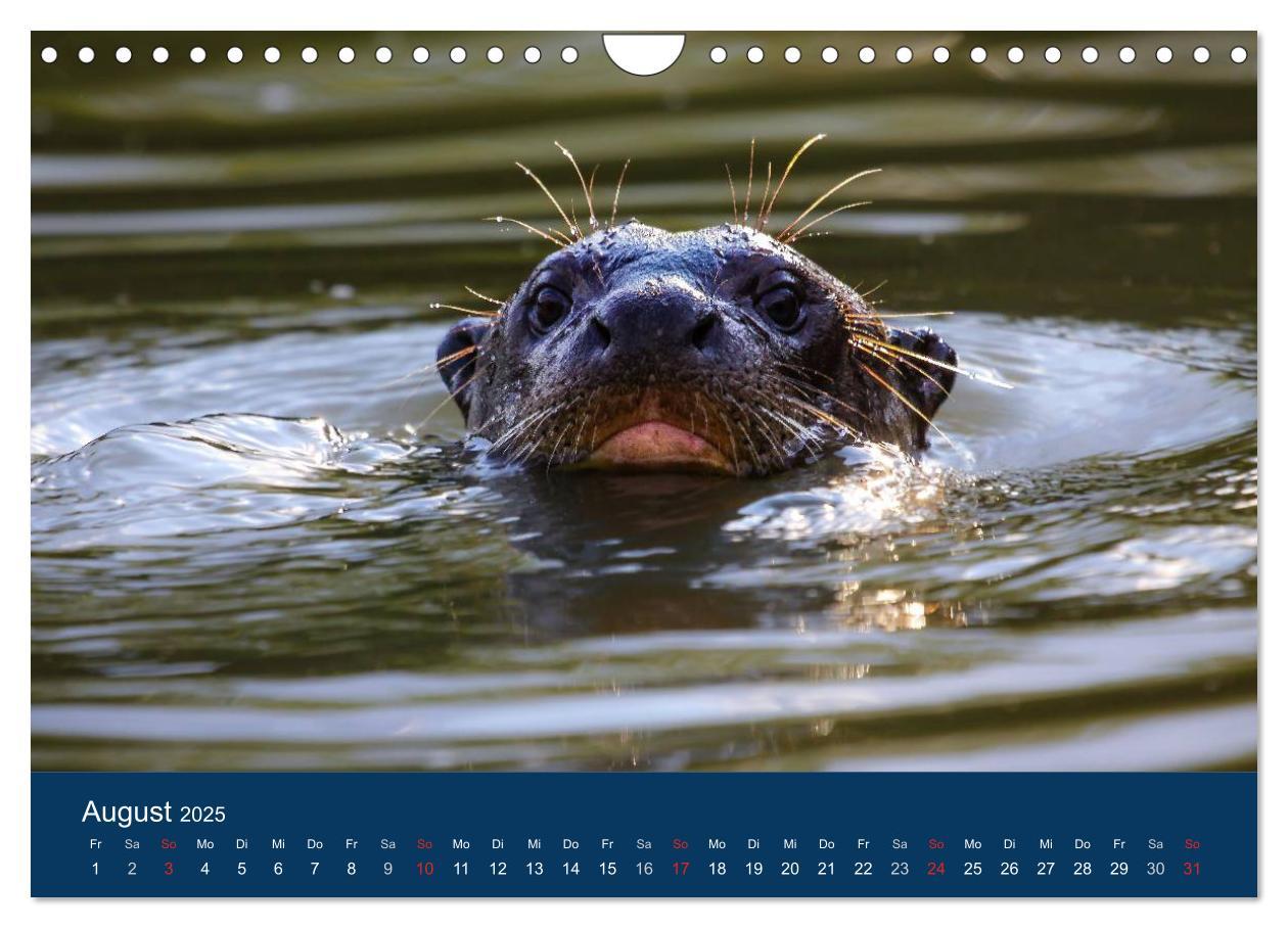 Bild: 9783435687541 | Brasilien tierisch gut 2025 (Wandkalender 2025 DIN A4 quer),...