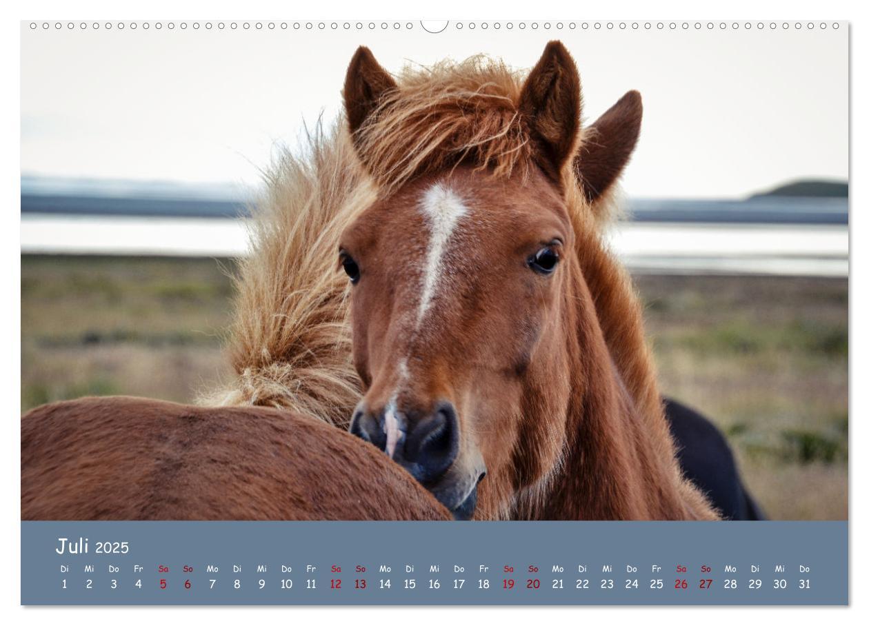 Bild: 9783435071364 | Das Islandpferd (Wandkalender 2025 DIN A2 quer), CALVENDO...