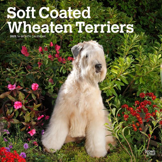 Cover: 9781975477981 | Soft Coated Wheaten Terriers 2025 12 X 24 Inch Monthly Square Wall...