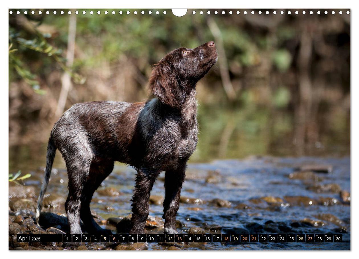 Bild: 9783435174126 | Faszination Jagdhund - Deutsch Langhaar (Wandkalender 2025 DIN A3...