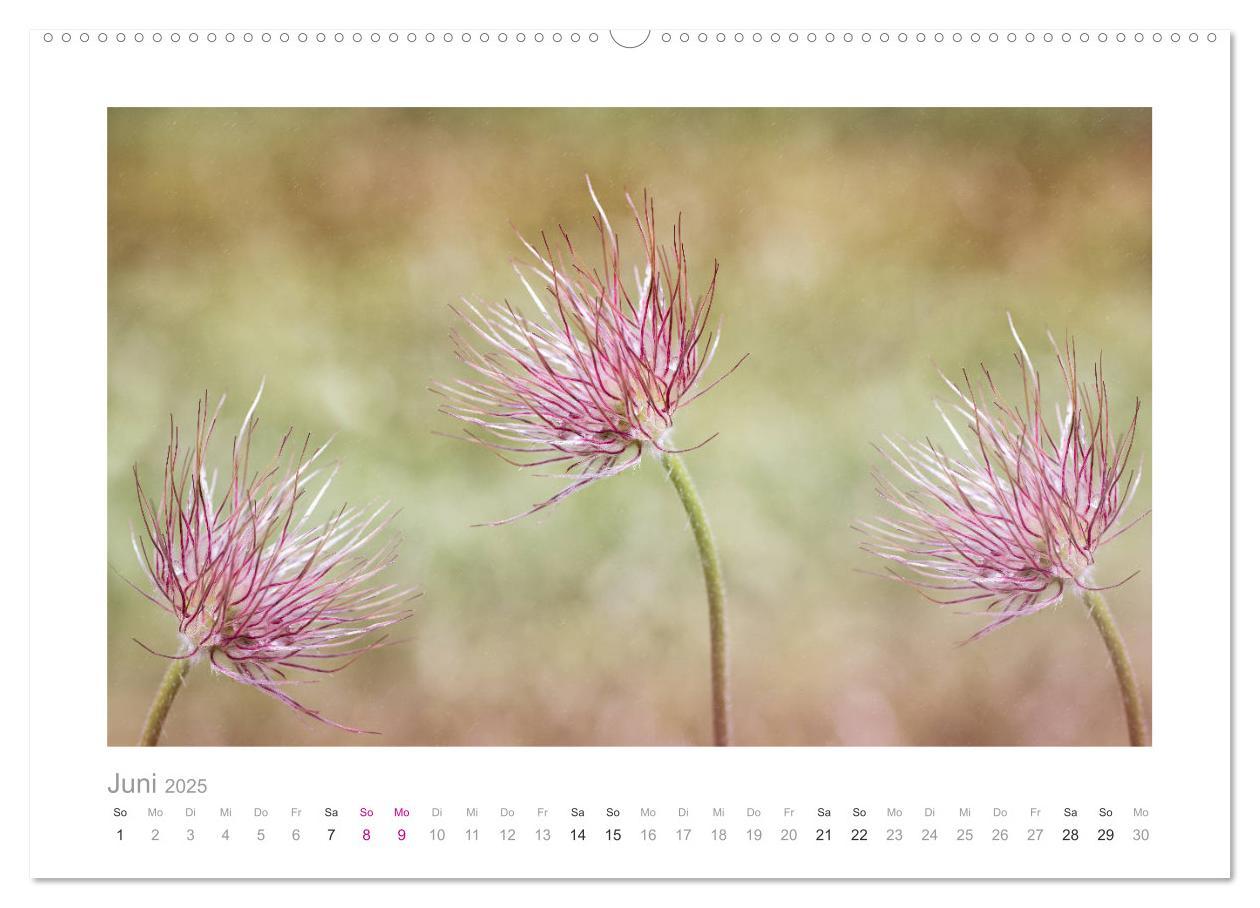 Bild: 9783435458035 | Blumen zart und schön (Wandkalender 2025 DIN A2 quer), CALVENDO...