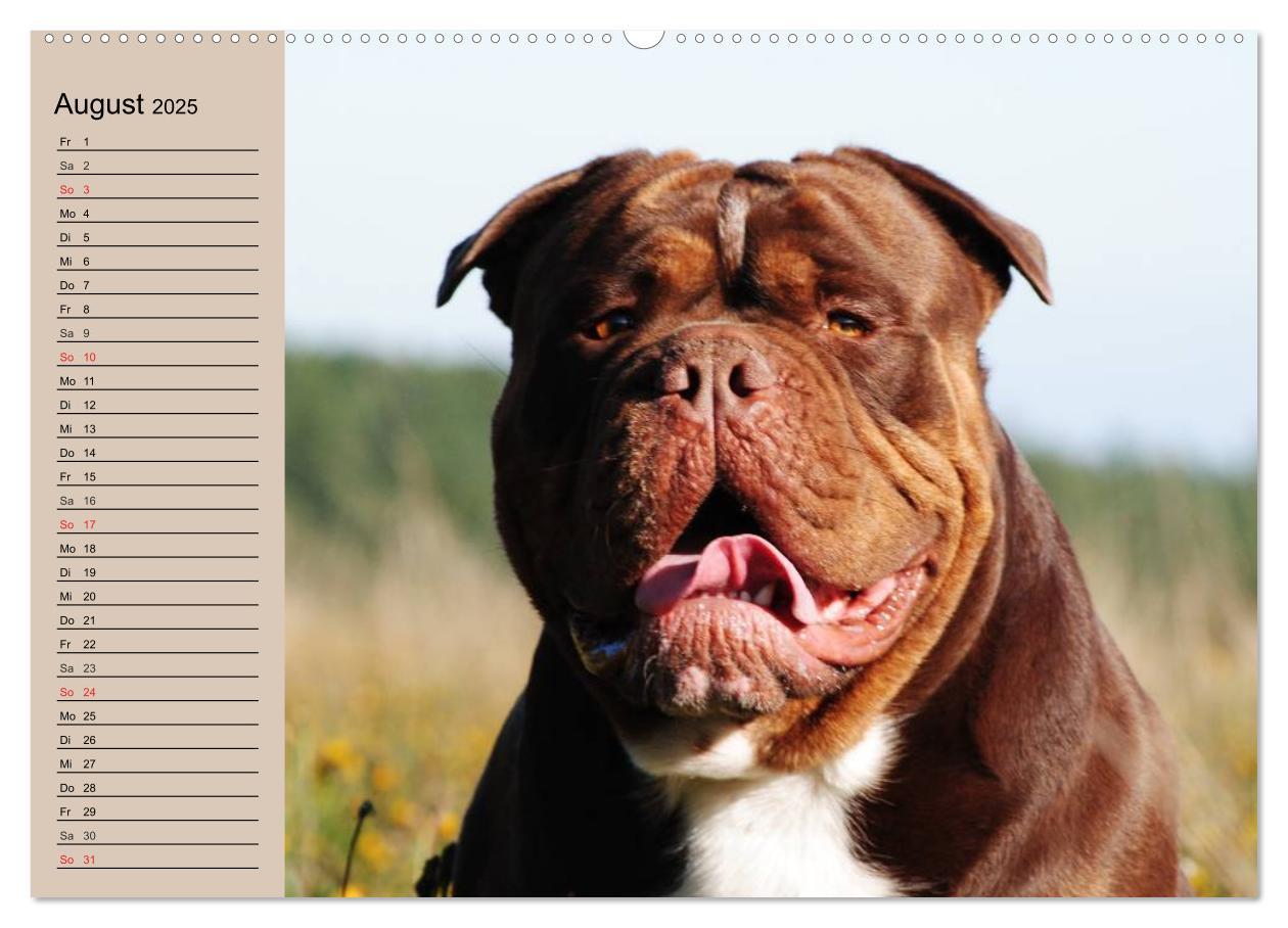 Bild: 9783435530861 | Faszination Bulldogge (hochwertiger Premium Wandkalender 2025 DIN...