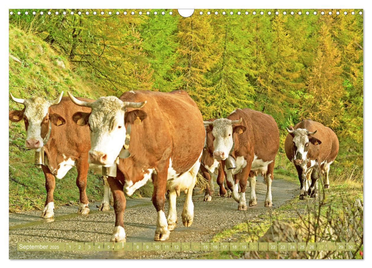 Bild: 9783457197837 | Kuh-Idylle: Suchen Sie die Ruhe in der Natur? (Wandkalender 2025...