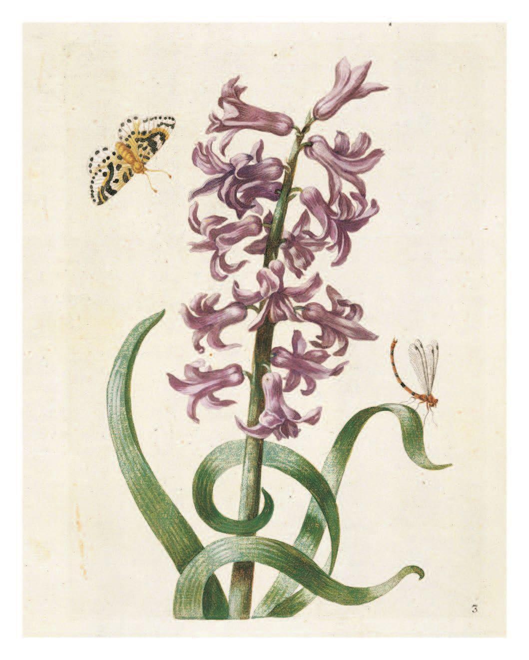 Bild: 9783791386003 | Maria Sibylla Merian: The New Book of Flowers/Neues Blumenbuch | Buch