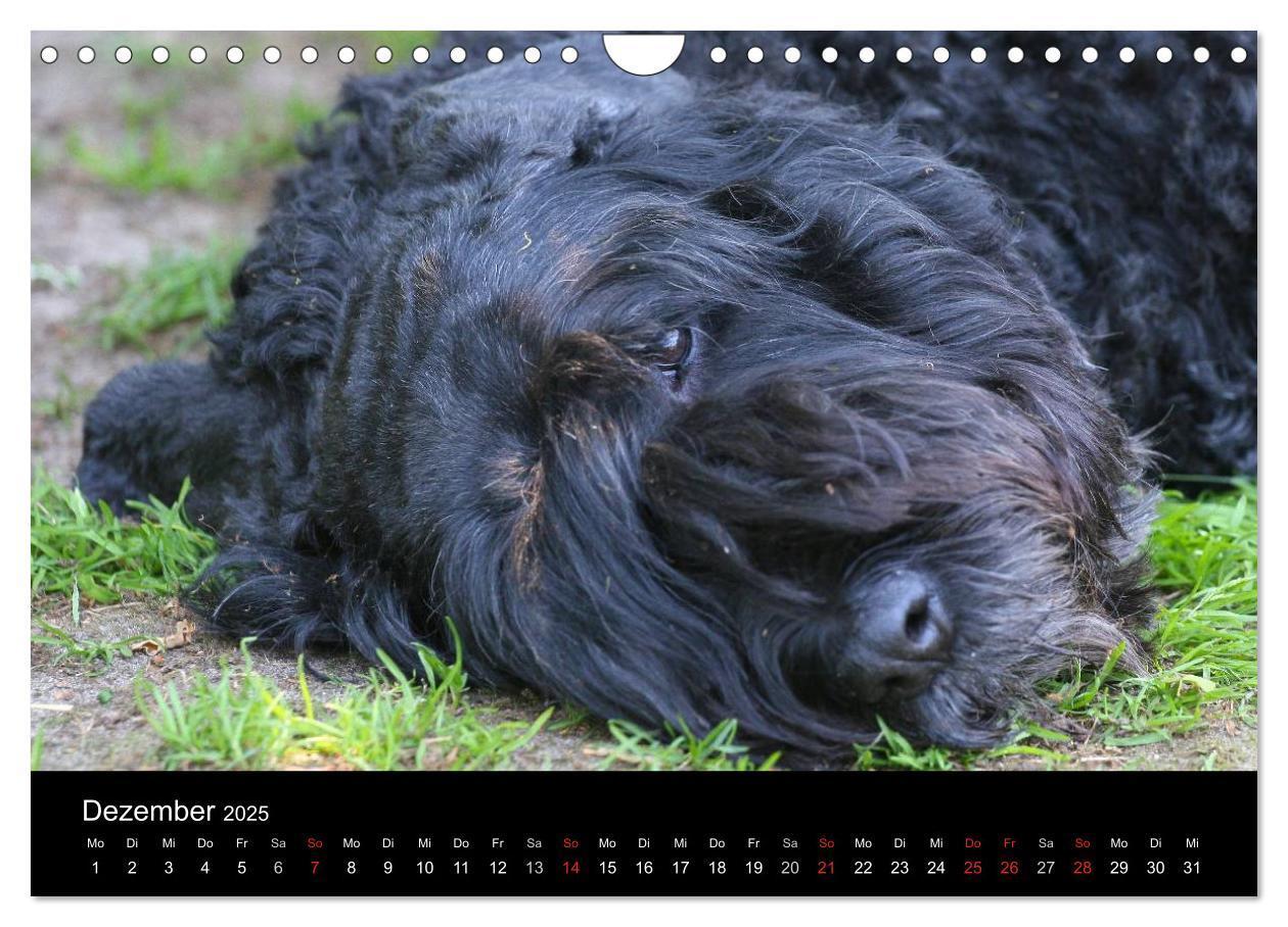 Bild: 9783435748402 | Bouvier des Flandres (Wandkalender 2025 DIN A4 quer), CALVENDO...