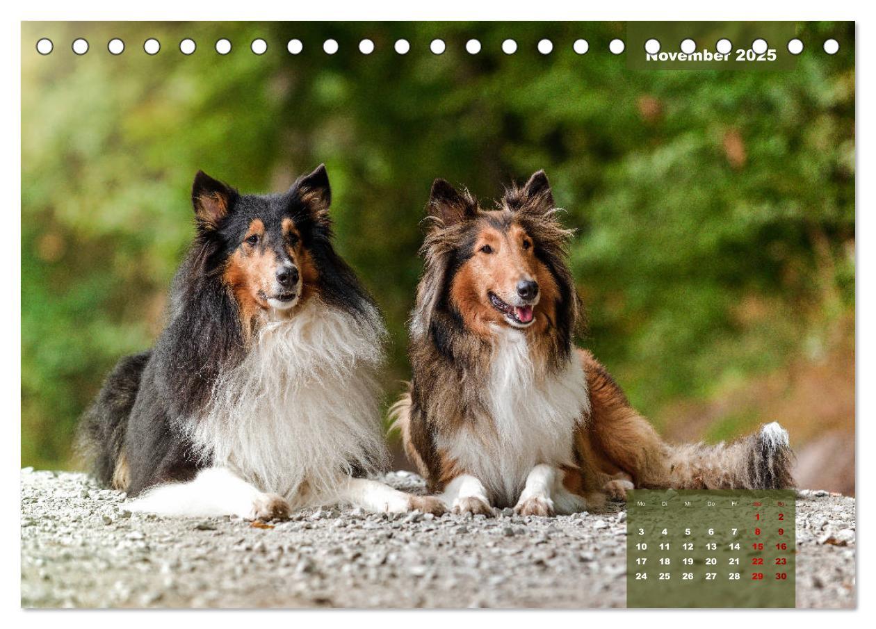 Bild: 9783435110179 | Typisch Collie (Tischkalender 2025 DIN A5 quer), CALVENDO...