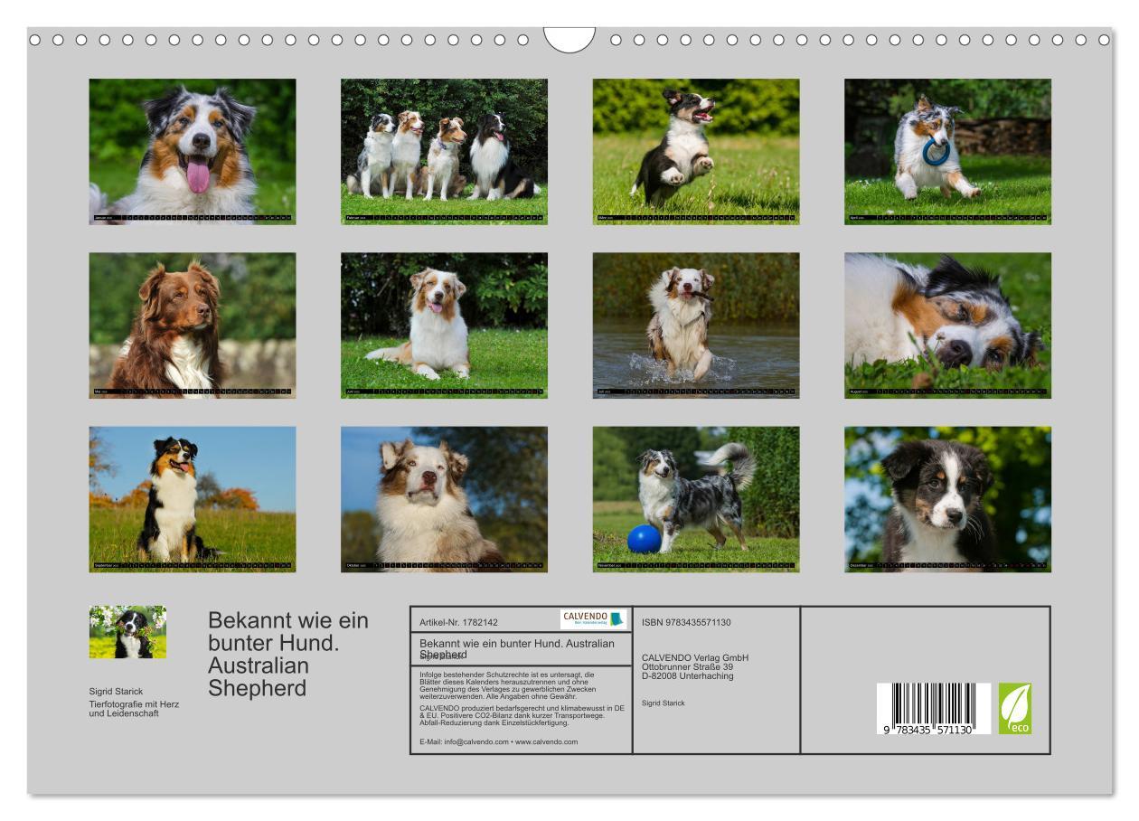 Bild: 9783435571130 | Bekannt wie ein bunter Hund. Australian Shepherd (Wandkalender 2025...