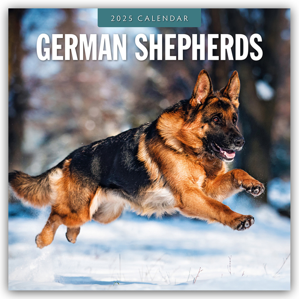 Cover: 9781804424674 | German Shepherds - Deutscher Schäferhund 2025 - 16-Monatskalender