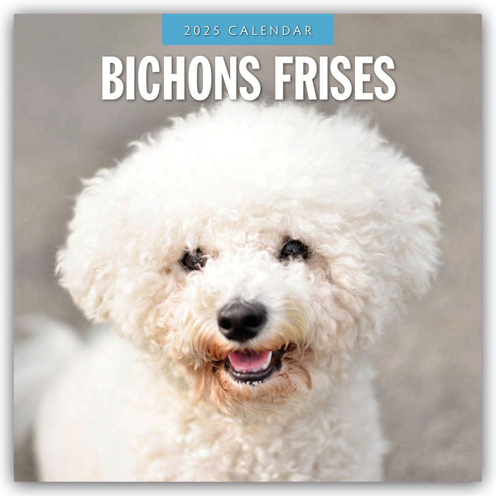 Cover: 9781804424292 | Bichon Frisés - Bichon Frisé 2025 - 16-Monatskalender | Ltd | Kalender