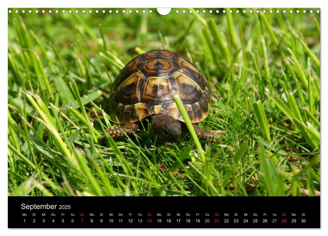 Bild: 9783435763719 | Das Leben der Schildkröten (Wandkalender 2025 DIN A3 quer),...