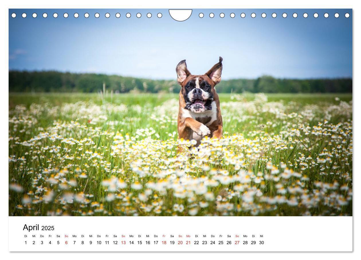 Bild: 9783435614523 | Deutscher Boxer (Wandkalender 2025 DIN A4 quer), CALVENDO...