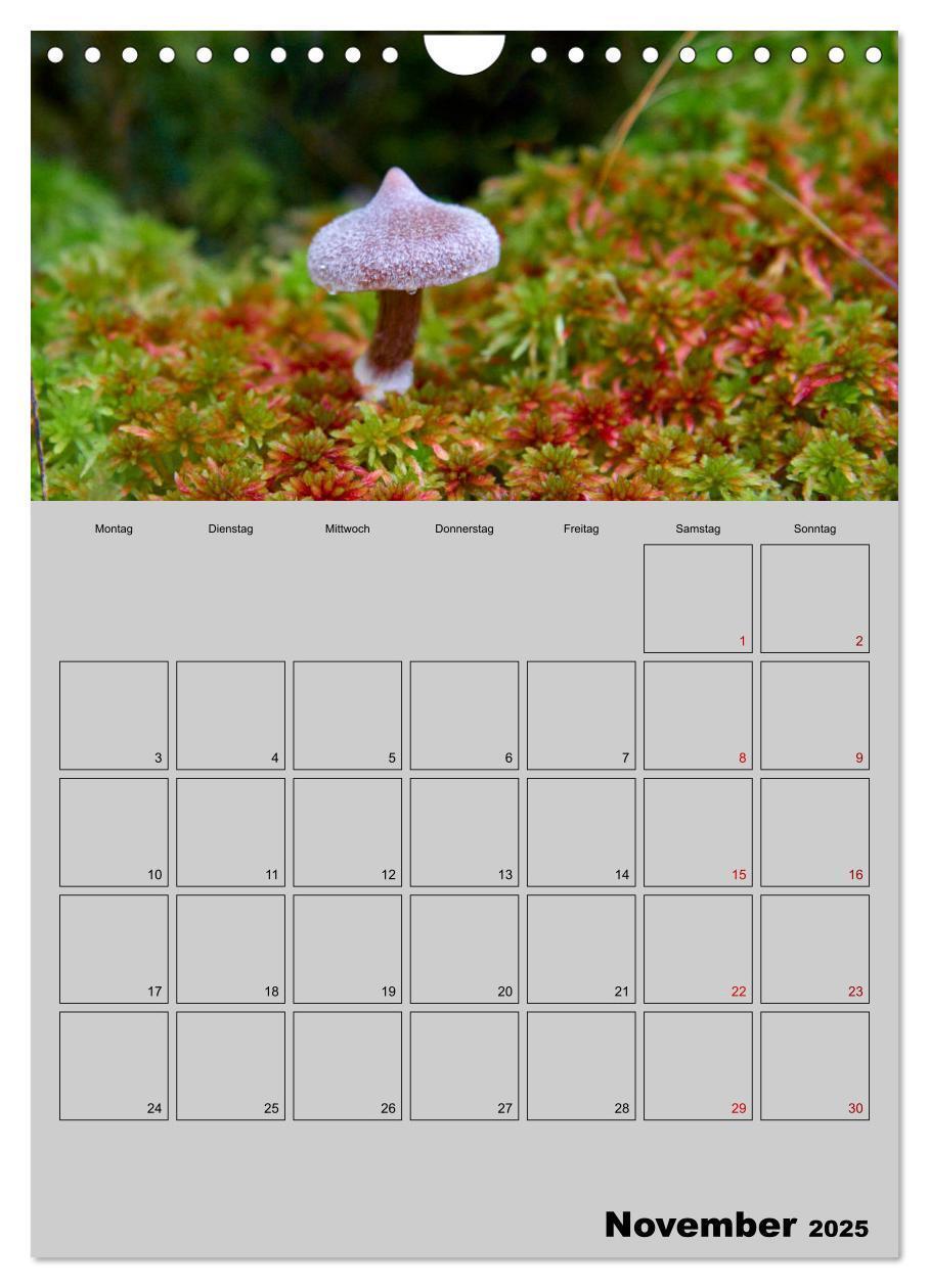 Bild: 9783435943791 | Quer durch die Pilze (Wandkalender 2025 DIN A4 hoch), CALVENDO...