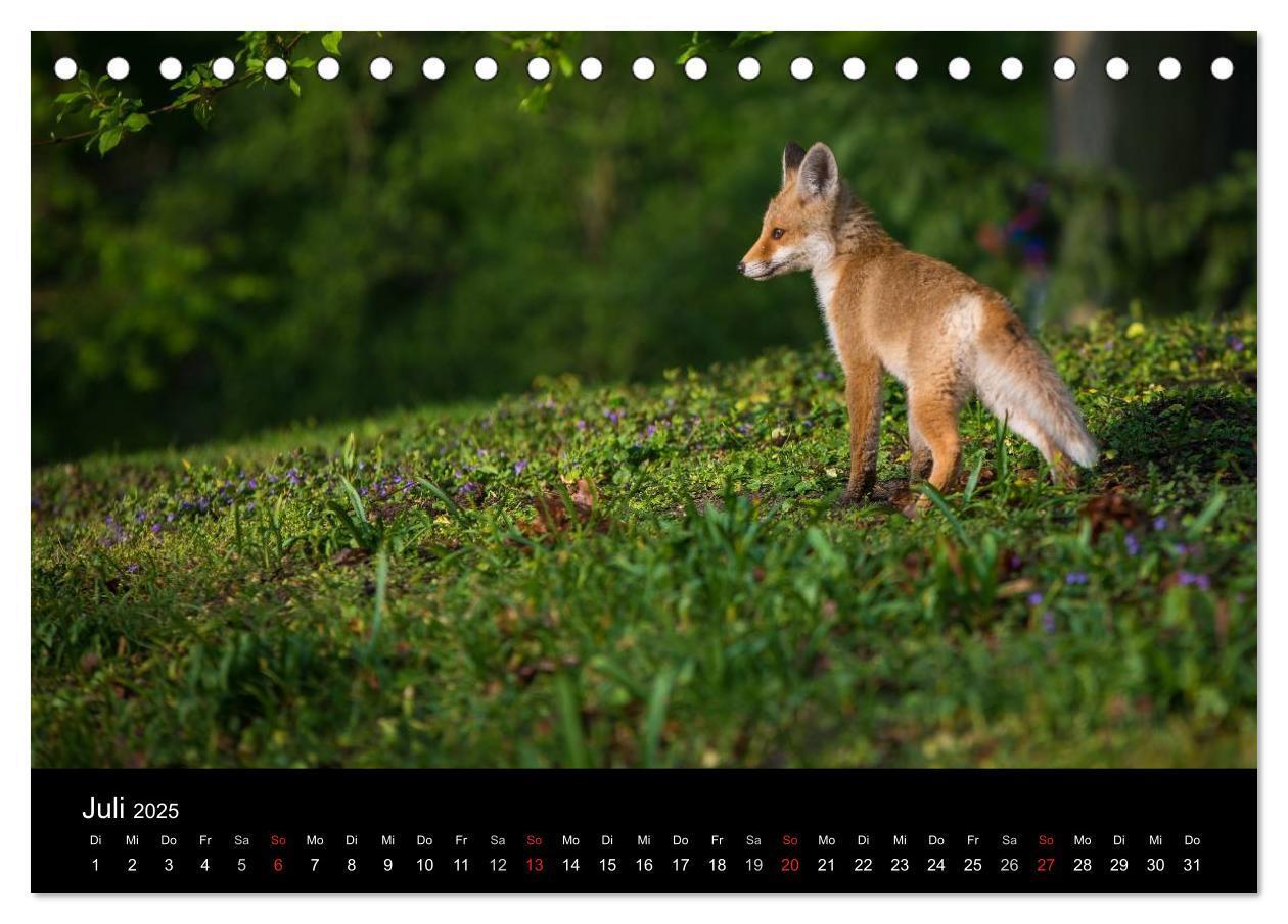 Bild: 9783435560011 | Joni, der kleine Fuchs (Tischkalender 2025 DIN A5 quer), CALVENDO...