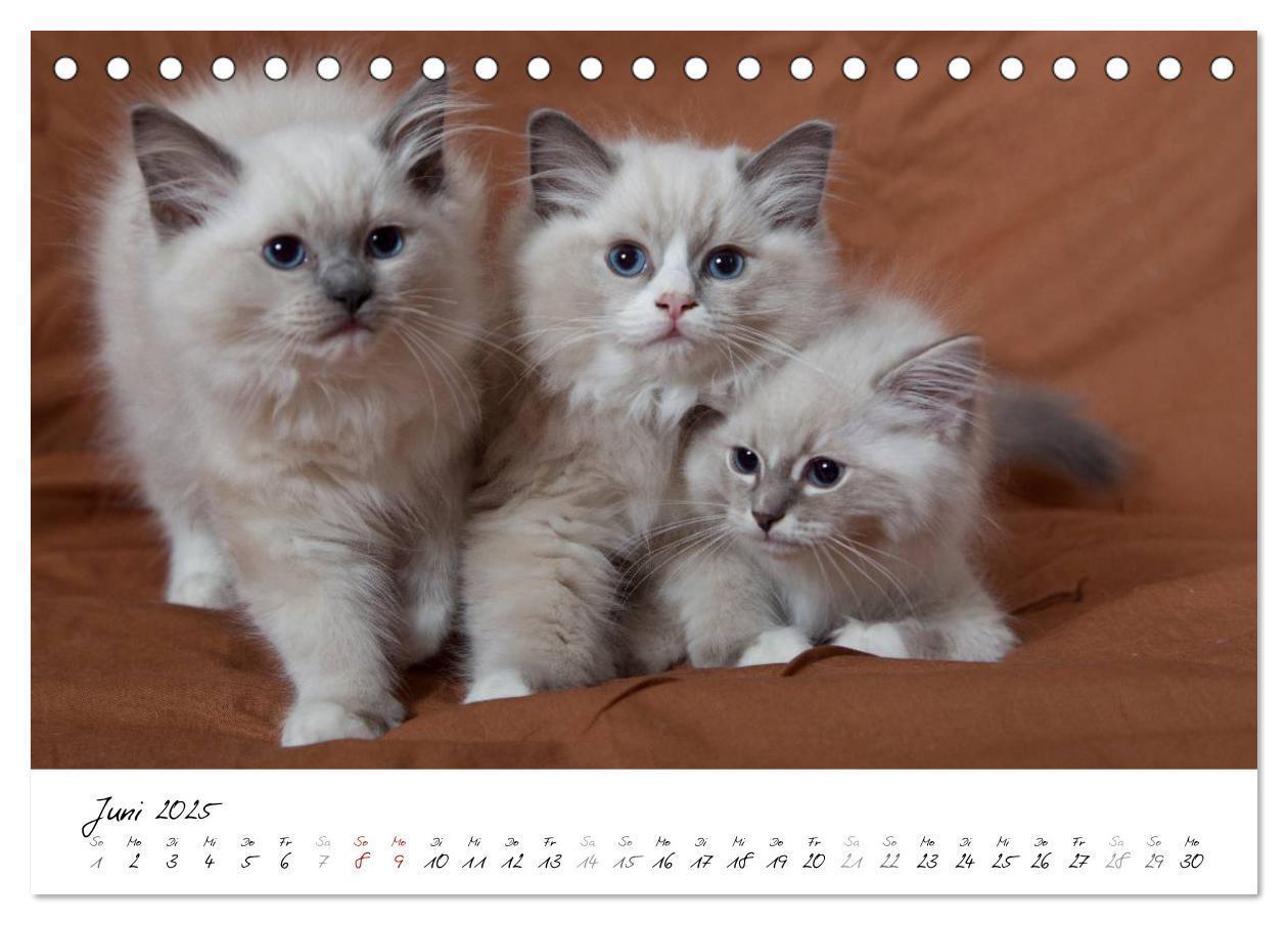 Bild: 9783435755318 | Ragdoll Kitten (Tischkalender 2025 DIN A5 quer), CALVENDO...