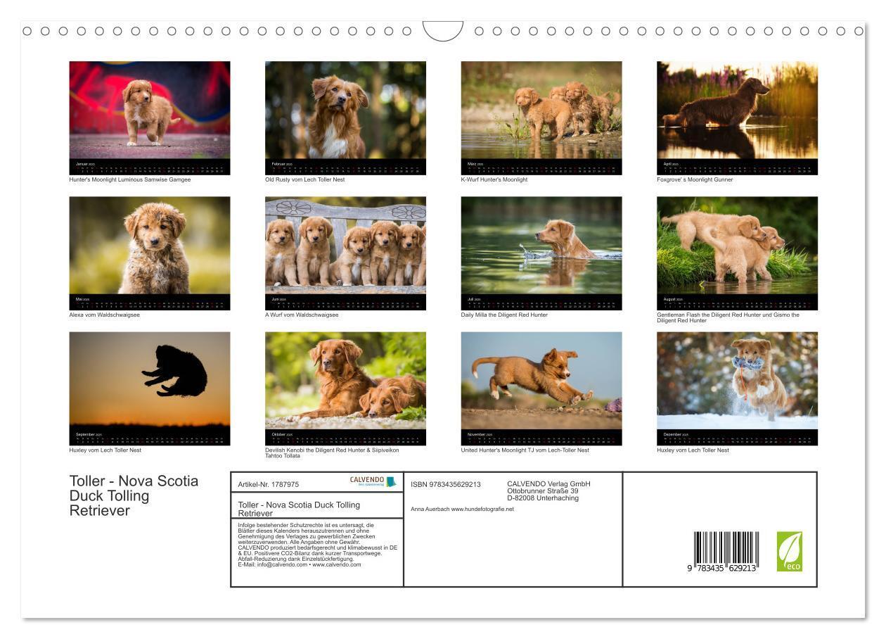 Bild: 9783435629213 | Toller - Nova Scotia Duck Tolling Retriever (Wandkalender 2025 DIN...