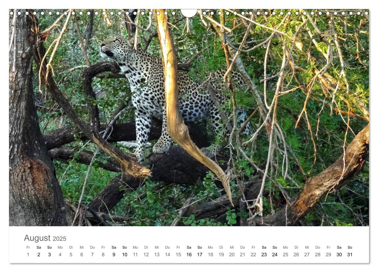 Bild: 9783435268139 | Afrika - Tiere im Krüger Nationalpark (Wandkalender 2025 DIN A3...