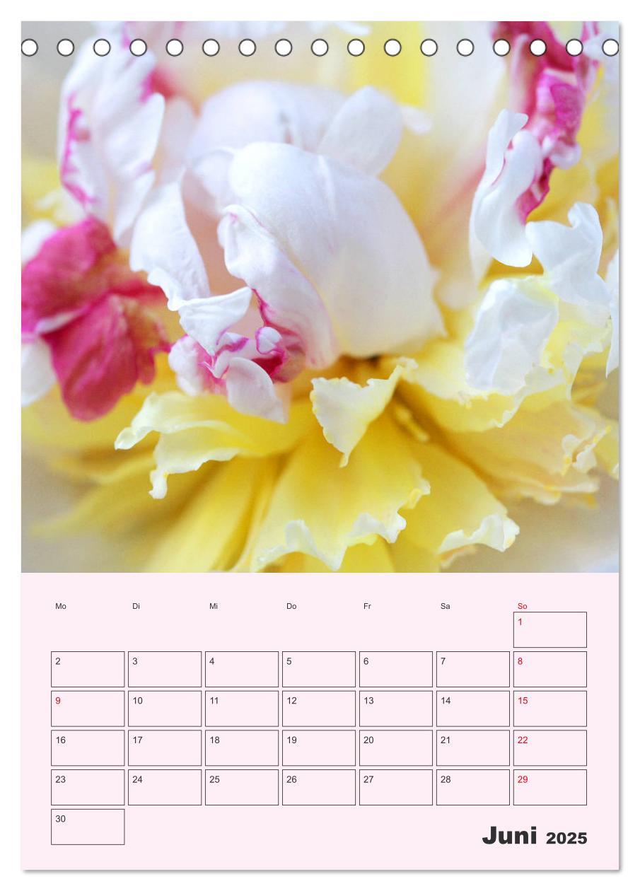 Bild: 9783435970964 | Pfingstrosen Rosen ohne Dornen (Tischkalender 2025 DIN A5 hoch),...