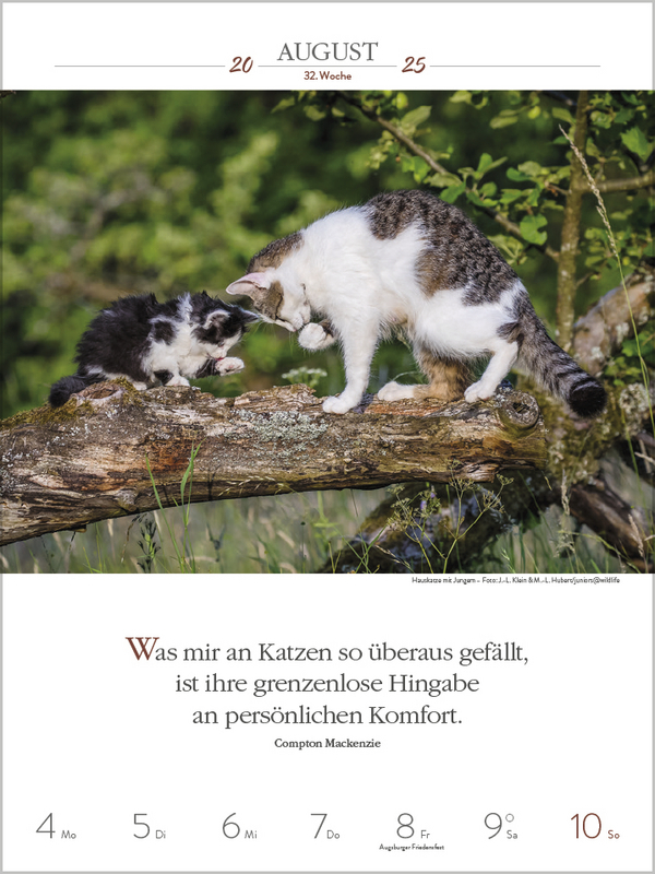 Bild: 9783731877226 | Literaturkalender Katzen 2025 | Korsch Verlag | Kalender | 54 S.