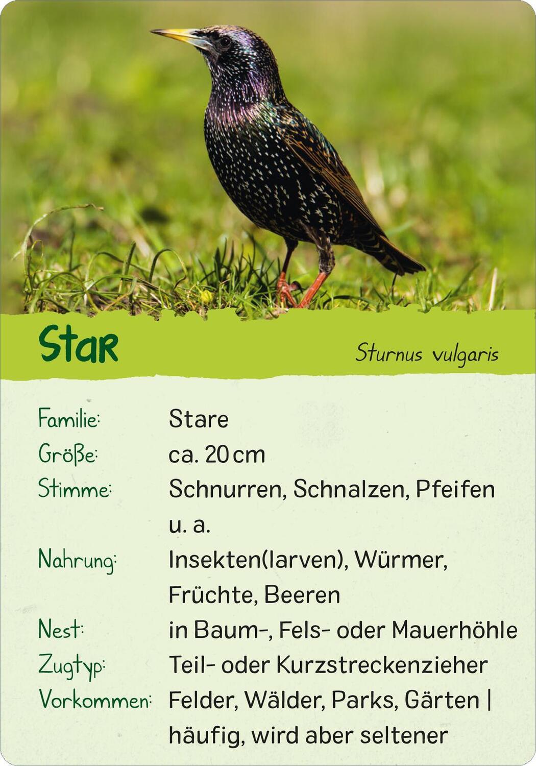 Bild: 9783845856599 | Naturforscher-Kids - Vögel | 50 Karten | Eva Wagner | Taschenbuch