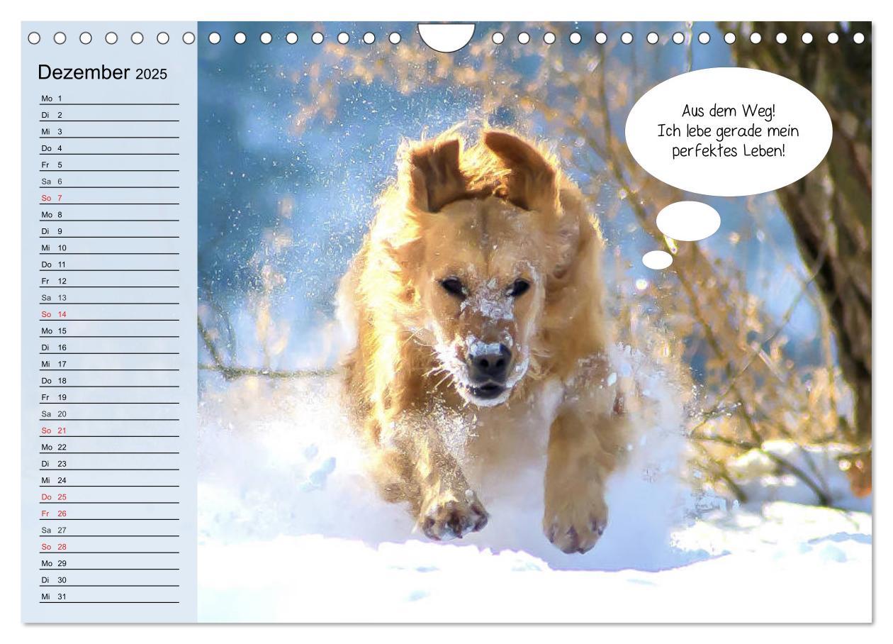 Bild: 9783435184897 | Hurra! Wir gehen Gassi! Abenteuer mit dem Hund! (Wandkalender 2025...