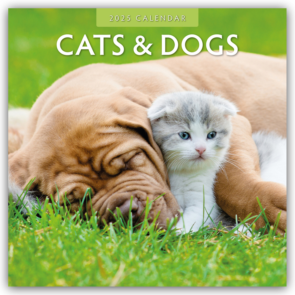 Cover: 9781804423752 | Cats &amp; Dogs - Katzen &amp; Hunde 2025 - 16-Monatskalender | Ltd | Kalender