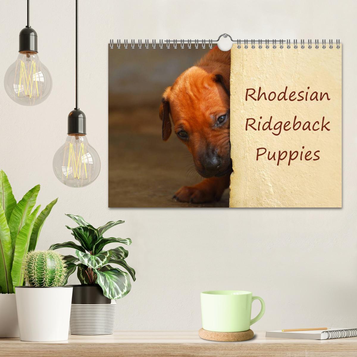 Bild: 9781325960699 | Rhodesian Ridgeback Puppies (Wall Calendar 2025 DIN A4 landscape),...