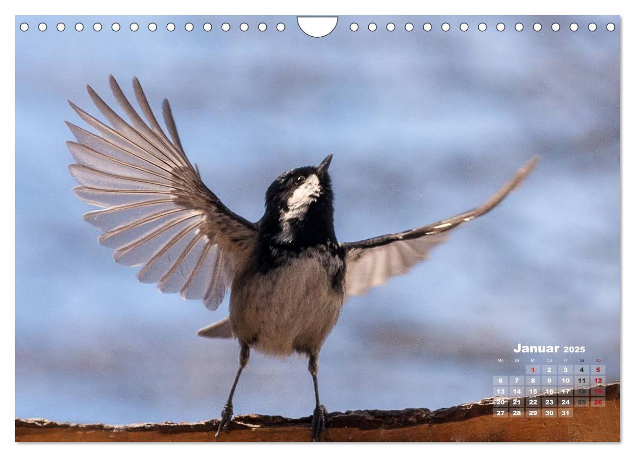 Bild: 9783435729210 | NATUR PUR - Singvögel ganz nah (Wandkalender 2025 DIN A4 quer),...