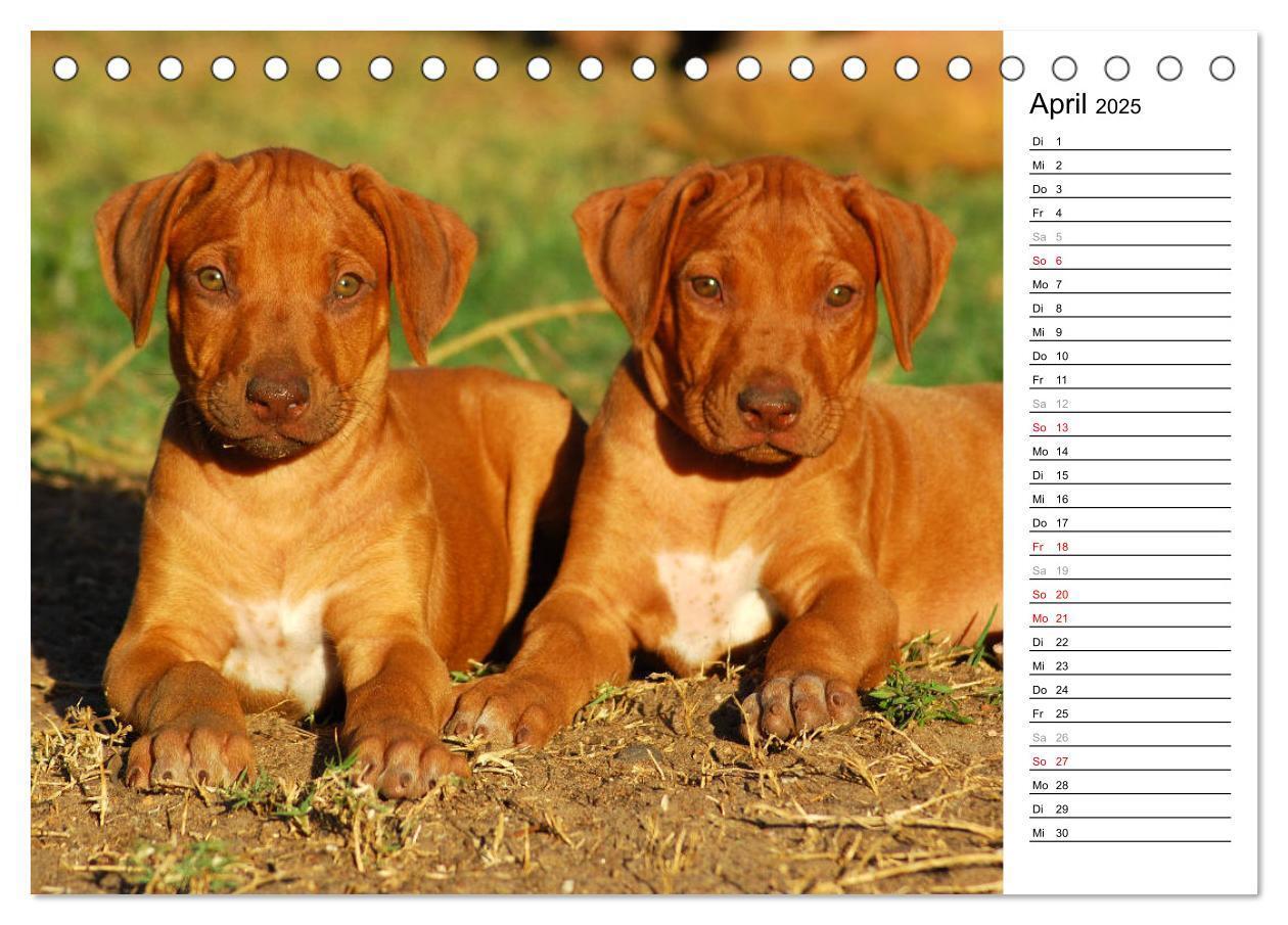 Bild: 9783435450664 | Rhodesian Ridgeback Terminkalender (Tischkalender 2025 DIN A5...