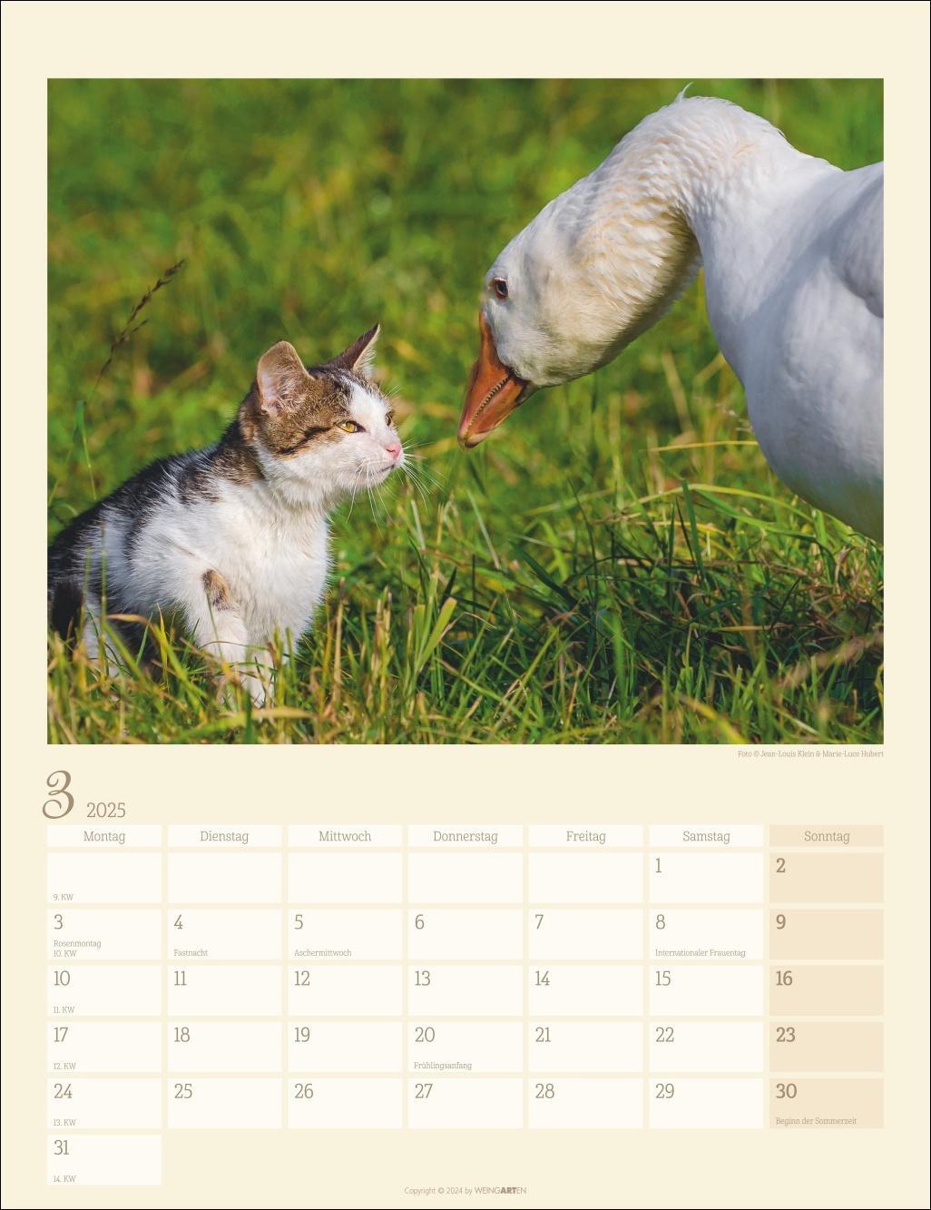 Bild: 9783839900505 | Katzen auf dem Lande Kalender 2025 | Kalender | Spiralbindung | 14 S.