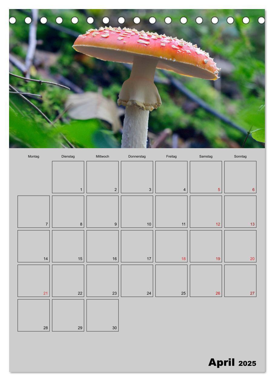 Bild: 9783435942367 | Quer durch die Pilze (Tischkalender 2025 DIN A5 hoch), CALVENDO...