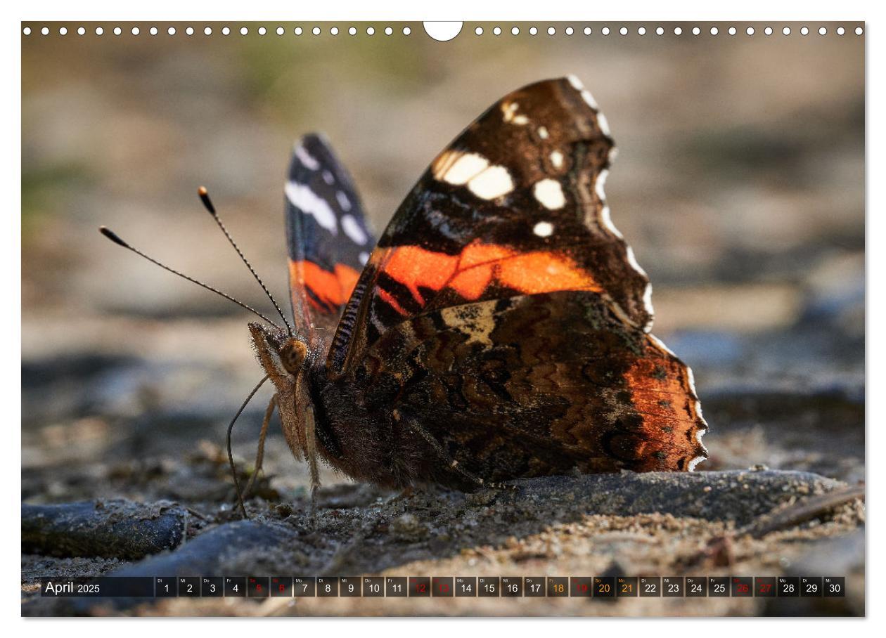 Bild: 9783383973659 | Schmetterlinge - von Blüte zu Blüte - (Wandkalender 2025 DIN A3...