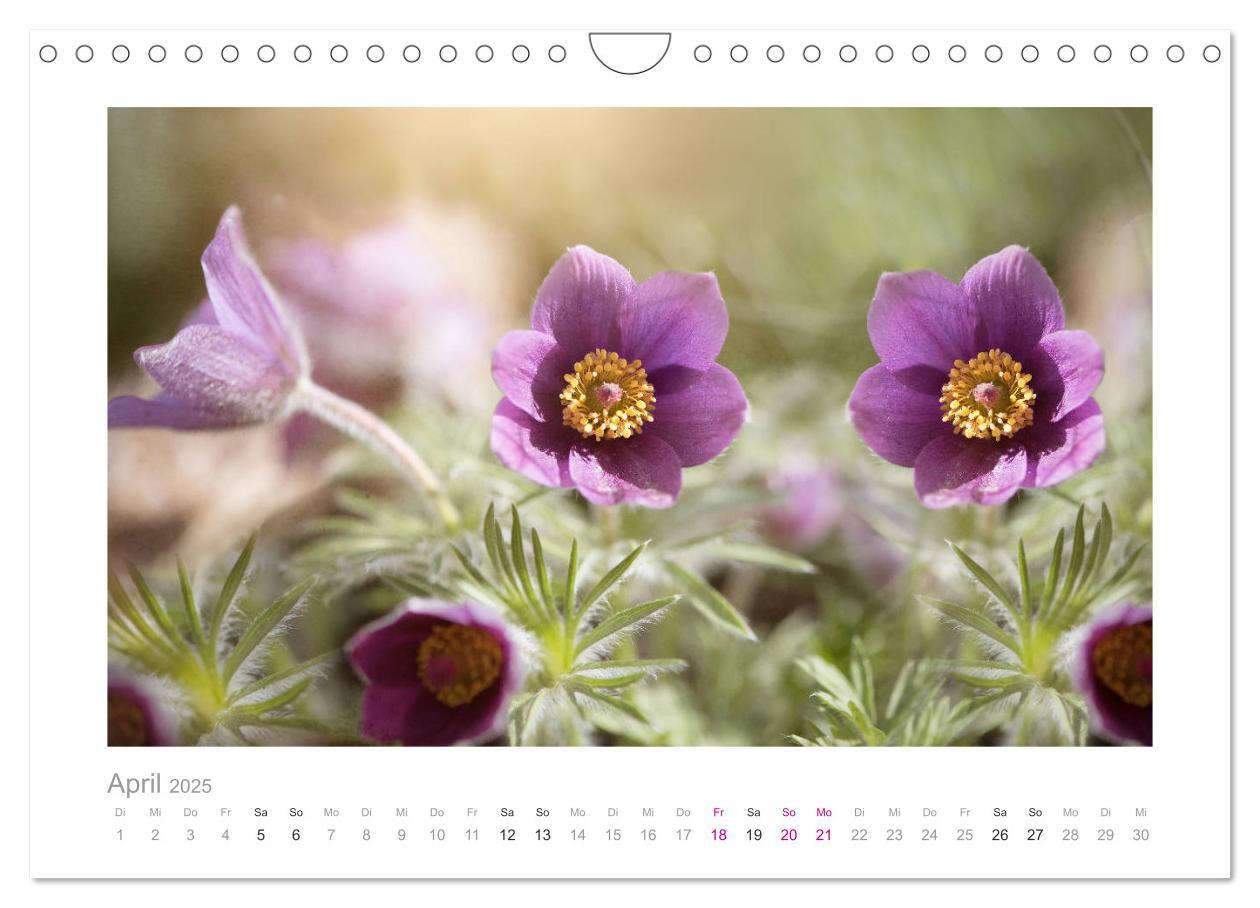 Bild: 9783435458745 | Blumen zart und schön (Wandkalender 2025 DIN A4 quer), CALVENDO...