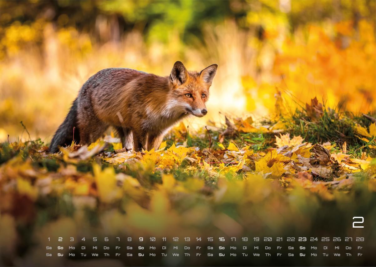 Bild: 9783986734442 | Waldtiere - Heimische Waldbewohner - Der Tierkalender - 2025 -...