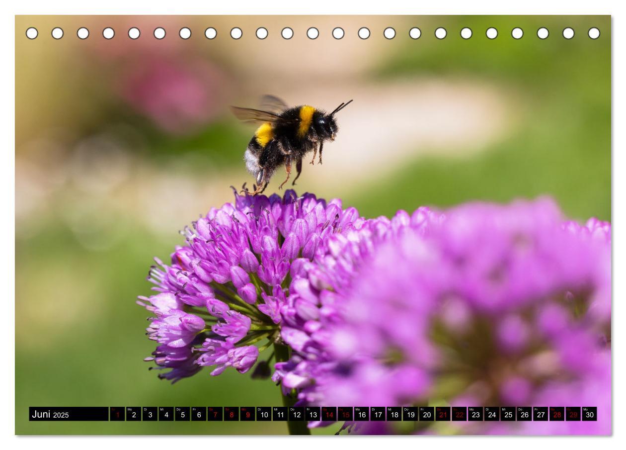 Bild: 9783383847516 | Hummeln - Flugaufnahmen eines faszinierenden Insekts (Tischkalender...