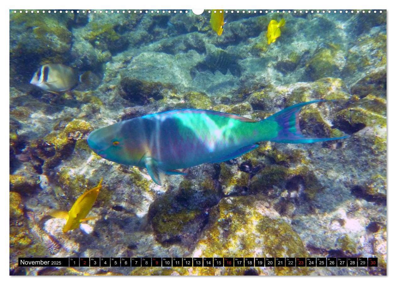 Bild: 9783435717446 | Fische und Meerestiere (Wandkalender 2025 DIN A2 quer), CALVENDO...