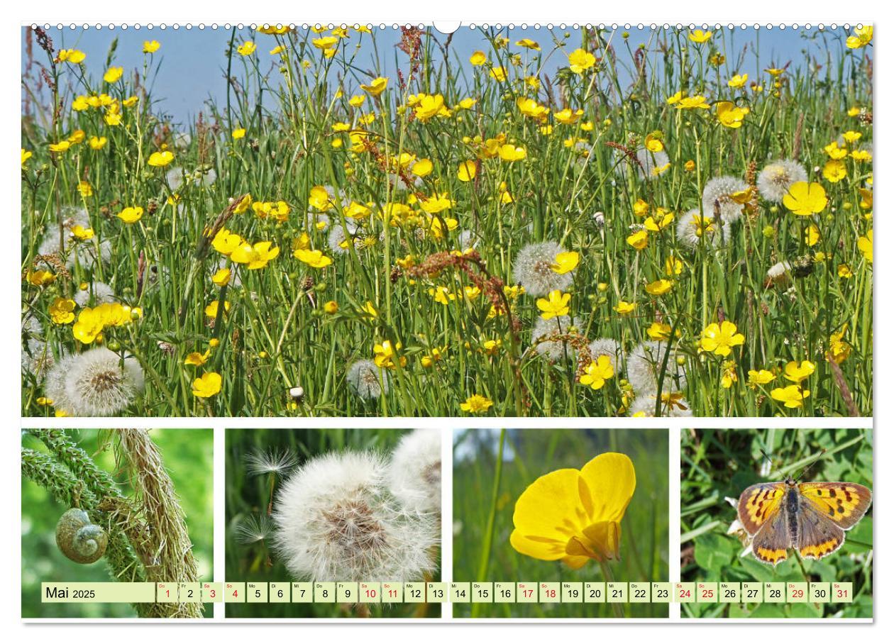 Bild: 9783435221189 | Blütenmeer am Wegesrand (Wandkalender 2025 DIN A2 quer), CALVENDO...