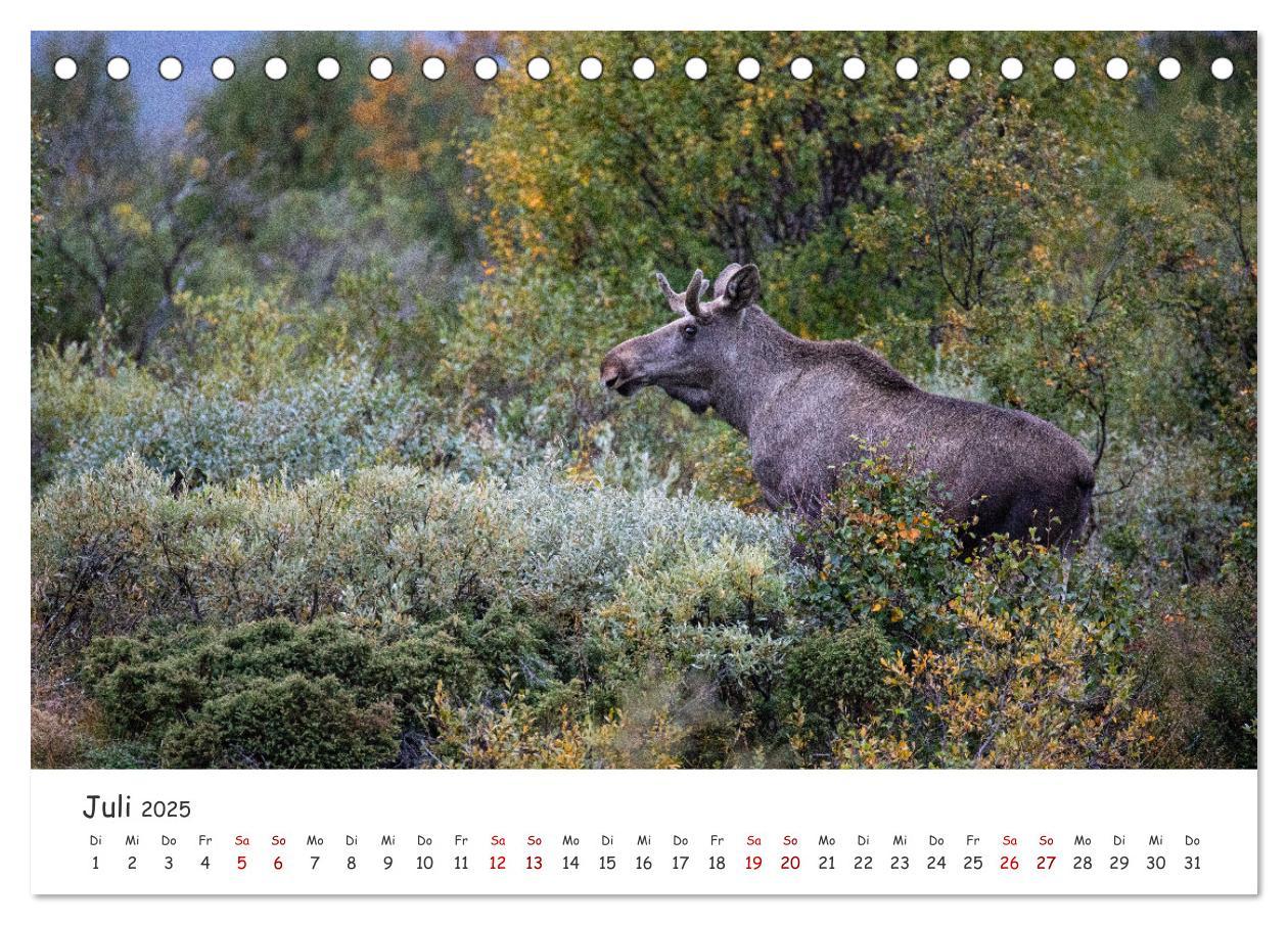 Bild: 9783383947124 | Der Elch - König der skandinavischen Wälder (Tischkalender 2025 DIN...