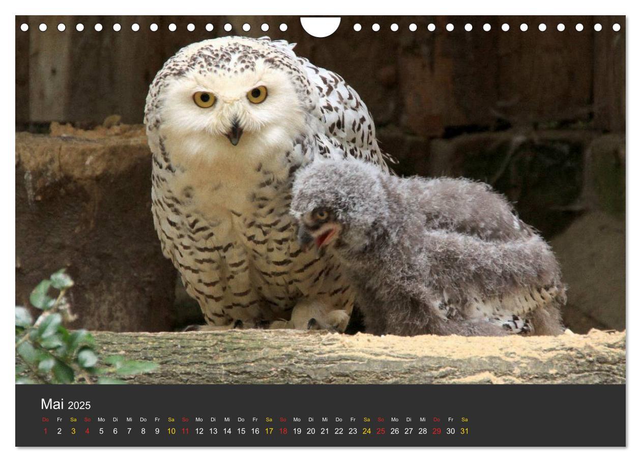 Bild: 9783435778942 | Tierpark-Gera (Wandkalender 2025 DIN A4 quer), CALVENDO Monatskalender