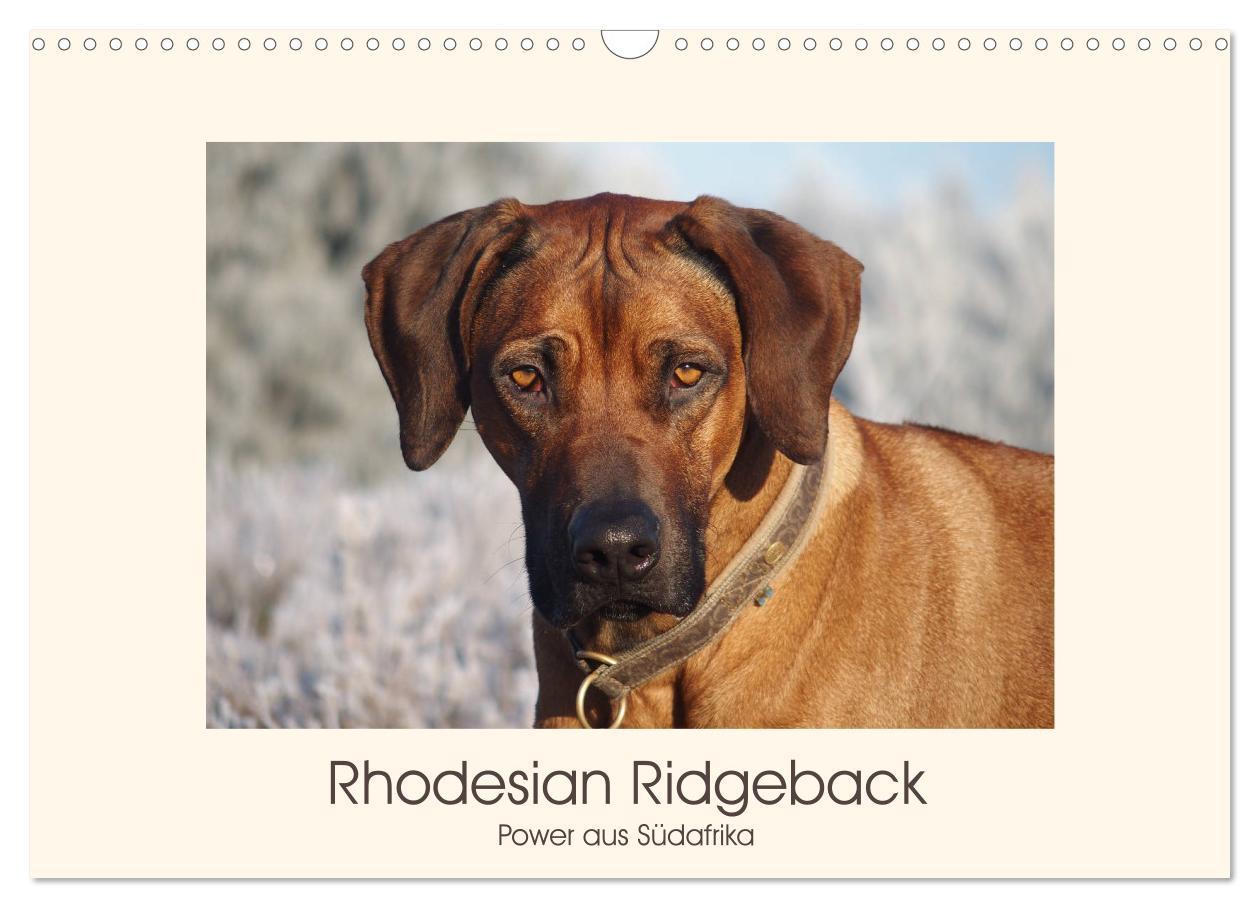 Cover: 9783435353132 | Rhodesian Ridgeback Power aus Südafrika (Wandkalender 2025 DIN A3...