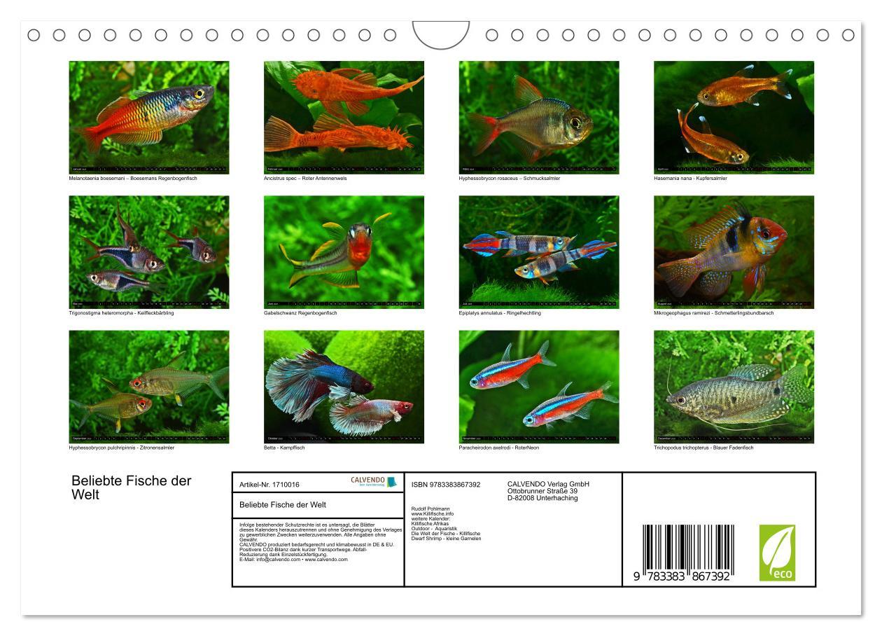 Bild: 9783383867392 | Beliebte Fische der Welt (Wandkalender 2025 DIN A4 quer), CALVENDO...