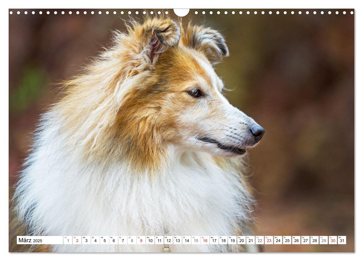 Bild: 9783435131648 | Hütehund der Shetland Inseln - Shetland Sheepdog (Wandkalender 2025...